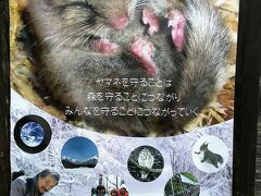 ヤマネという小動物の生態についての説明があります。