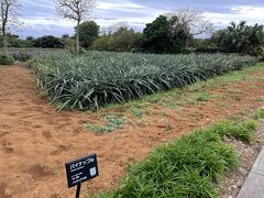 ここにはパイナップルやマンゴーなど、南国の植物がたくさんあります。