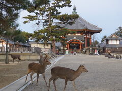 7:45　奈良の興福寺へやってきました