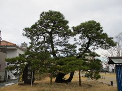 城の南側に、徳川家康公が合戦の跡に鎧を掛けたと伝わる松が残されています。
