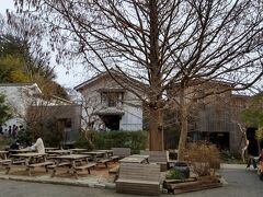 それにしても見事な樹形であり、新緑の時期は見応えがありそうだ。今後どんな風に育つだろうか。