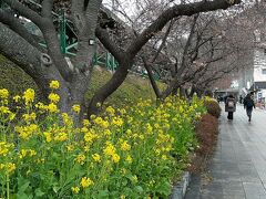 線路沿いの河津桜と菜の花
桜は咲いていませんねー
そして咲いていないからか空いてました