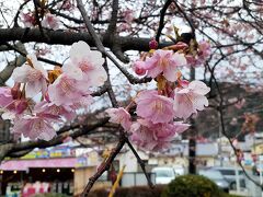 河津桜かわいい