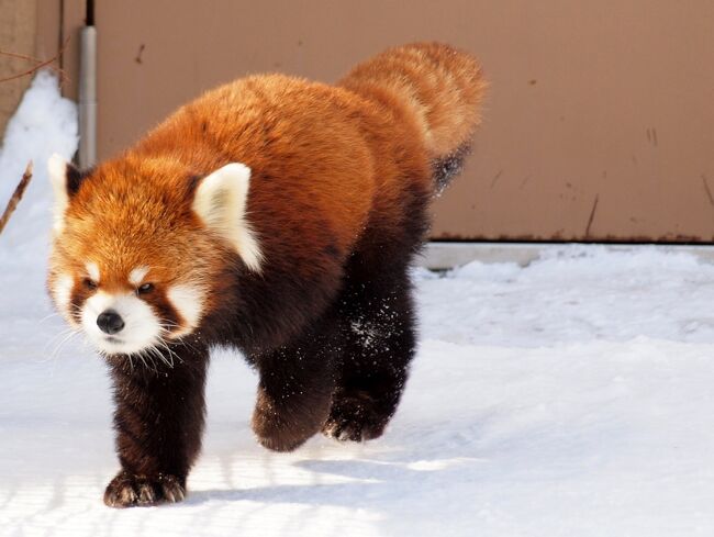 雪の北海道１人旅no ７ 札幌２ 雪積もる円山動物園 真っ白なエゾユキウサギとかわいいレッサーパンダ 琴似 発寒中央 北海道 の旅行記 ブログ By ４人目のふーさん フォートラベル