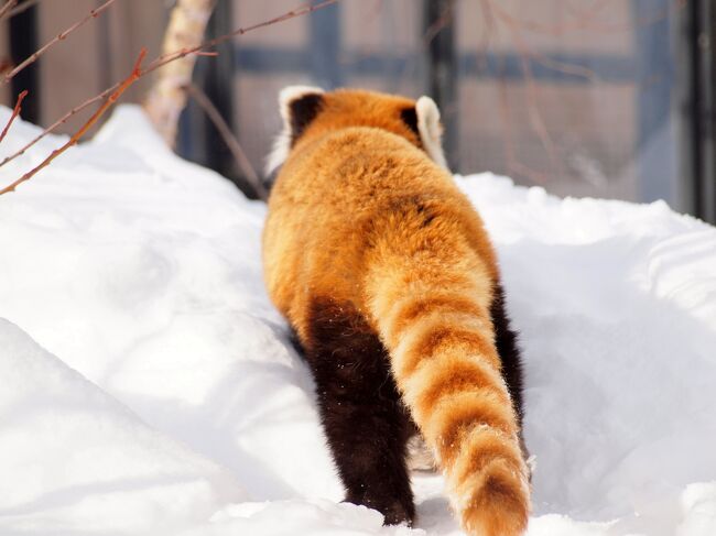 雪の北海道１人旅no ７ 札幌２ 雪積もる円山動物園 真っ白なエゾユキウサギとかわいいレッサーパンダ 琴似 発寒中央 北海道 の旅行記 ブログ By ４人目のふーさん フォートラベル
