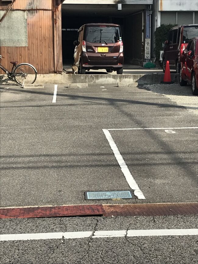 帰りはバスが無いので歩き<br />あら、あんなところに猫さまが…