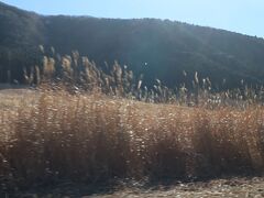 車窓から仙石原のススキを見学

もう１月なので、穂はすっかり寂しいけど
キラキラ光ってました