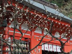 本命、荏柄天神社（えがらてんじんしゃ）へ

情報通り、咲いてる咲いてる！
拝殿左側には白梅