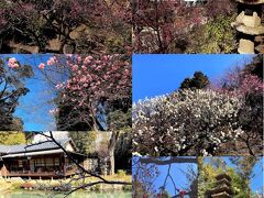 池上梅園[https://ota-tokyo.com/ja/destination/ikegami-baien-plum-garden/27668]は傾斜地を利用して、梅が植えられています。
約370本植えられているようですが、種類もいろいろあって約30種類ほどとか。
今日時点で5分咲き。
縁全体が花の色で染まるのはもう少し先のようです。
ただ、種類によっては満開の樹もあり、見応えはあります。
天気も良いですし結構な人出です。