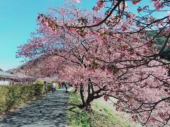 道の駅「下賀茂温泉　湯の花」に車を停めて、河津桜見学へ。まだちょっと早いみたい。