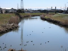 綾瀬川

川面にたくさんの鳥の姿が見えるけど、何の鳥だろう?