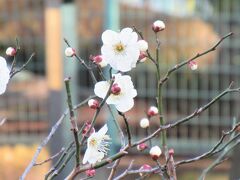 海壽山満福寺 密蔵院

駐車場付近の白梅が咲き始めていました。