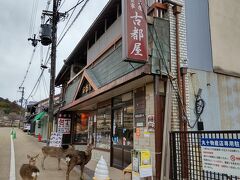 昼食を頂いた古都屋。人の出入りがあると店先で待機する鹿たち。この辺りで鹿せんべいはなかなか貰えないかもね。一つだけ鹿せんべいを購入。
店内での様子を見ていたのか、匂いでわかるのかつ隠しているのについてくる（笑）
ちゃんとお辞儀できる子にあげました(^^)