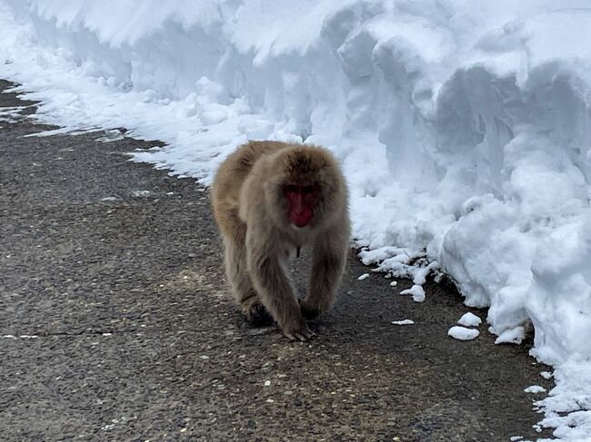 雪景色にウットリ、温泉でホッコリの信越温泉紀行【3】お猿さん 雪景色にウットリ、温泉でホッコリの信越温泉紀行【3】お猿さん