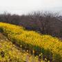 神奈川/吾妻山公園の菜の花畑で春を感じて湯河原温泉で湯ったり＠コレドール湯河原（2022年1月）