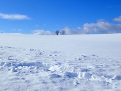 美瑛に来ると必ず訪れる親子の木
冬の景色もいいなぁ～