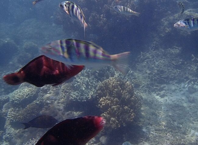 魚が近くにいます。