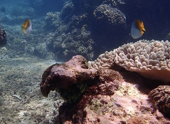 トゲチョウチョウウオかな？