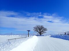 こちらがセブンスターの木（柏の木）
昔のたばこでパッケージでも使われたそう