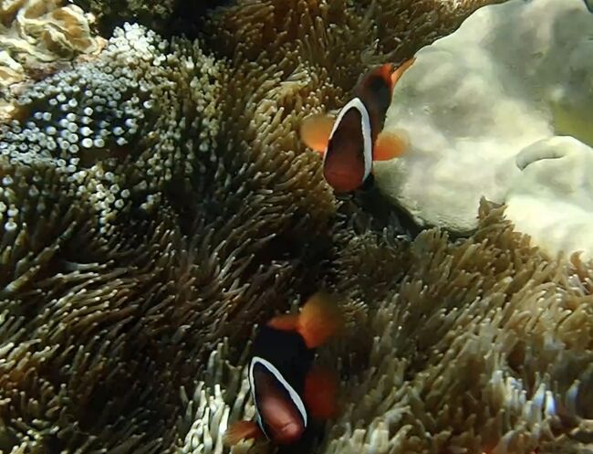 イソギンチャクにクマノミが威嚇。