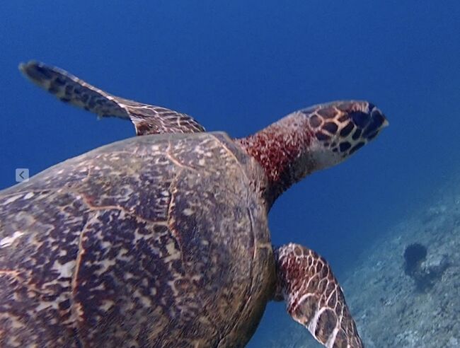 ウミガメもいました。