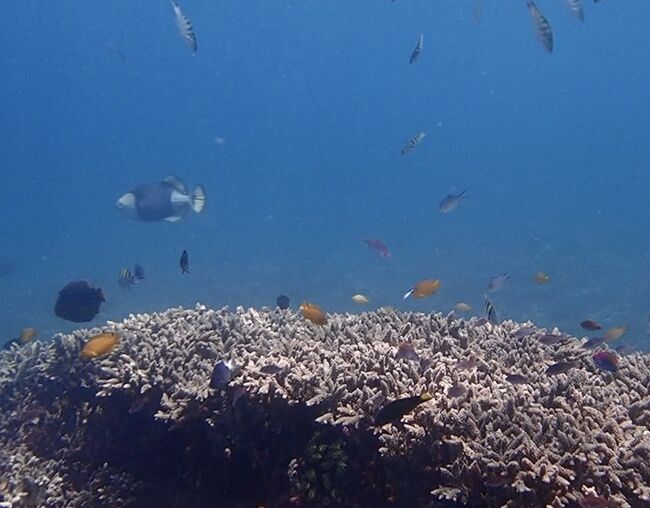 シュノーケリングの様子を<br />YouTubeに投稿しました。<br />見て下さい。<br />https://www.youtube.com/watch?v=eh44FI9vrUc