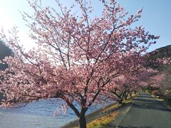 さて、菜の花畑を後にして、青野川沿いに咲く桜並木を見ながら散策☆
スバラシイ☆

土手沿いに桜並木が続きます☆