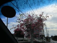 さて、瀬底島まで戻ってきました。

瀬底島にあった
この木何の木？
ピンクのきれいな花が咲いていました。
