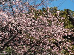 江の島　亀ヶ岡広場に咲く河津桜

ほぼ満開といったところです。
