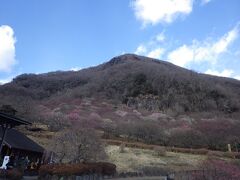 湯河原の幕山公園
幕山のふもとにある梅林を楽しみ
幕山の頂上まで登った
梅の花の色がうっすらと色づいていて、絨毯のようになっていた