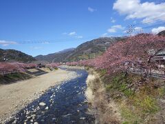 河津桜まつり
2019年に来て以来、2回目の再訪
今年は桜の開花が少し遅めのような気がする