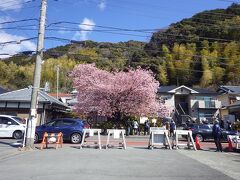 まずは河津桜の原木にごあいさつ
すべてはこの木から始まった