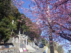 坂道を5分と登らないうちに、目指す素戔嗚神社の鳥居が見えてきた
鳥居のはす向かいの河津桜もきれいに咲いていた