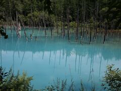 道央ダイジェスト４：青い池

美瑛町　青い池へ。
美瑛の道路や街中は空いていたのに、ここだけたくさんの観光客とクルマが。

自然がこんなにきれいなミルキーブルーを作るんだな。
こんな池が出現するなんて、北海道の自然ってすごい。