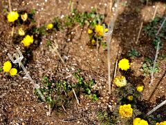 下町で大事に育てられた福寿草は、