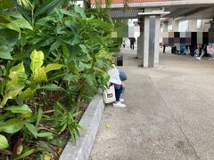 １５：４０
新石垣空港着

ターンテーブルでの荷物待ちは夫と長女にお願いして、館外へ出る。

外気を吸って、気持ち悪いのがあっという間に落ち着いたらしい。
良かった。

荷物を受け取ってくれた２人と合流し、タクシーを拾ってクラブメッドへ移動。
だいたい１時間弱、6,000円以内。
途中、しっかりとした雨が降っていた。
やっぱり年始は天気悪いのね。

クラブメッドで送迎を頼むと料金は何倍もかかる。
でも到着時の歓迎と出発時のお見送りが盛大。
やっぱりあれが良くてお願いしてはるんかな？
それとも上級会員特典とか？