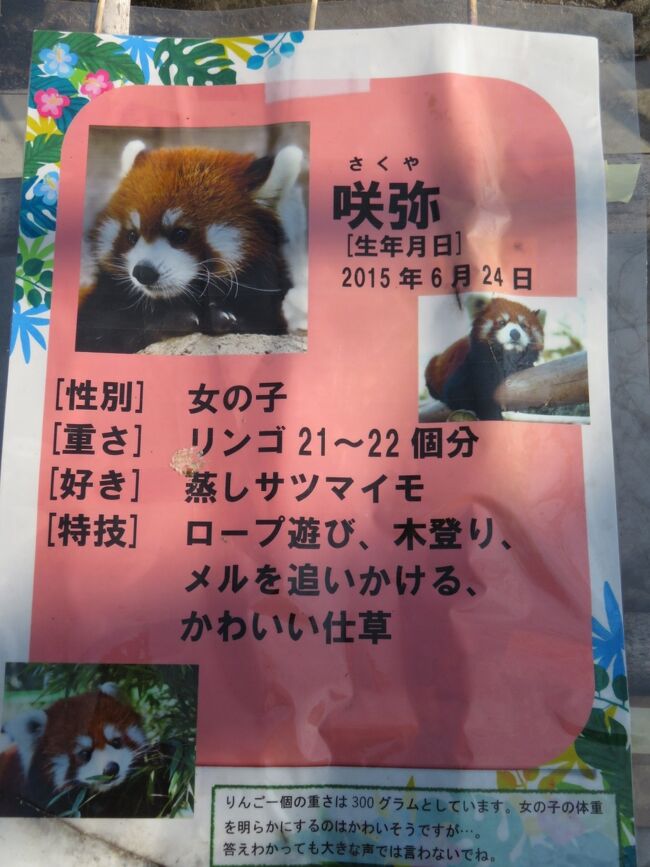 【レッサーパンダ】【2点まとめ】 獣医師監修 | レッサーパンダ の図鑑（歴史・起源・生態・おもしろ動画