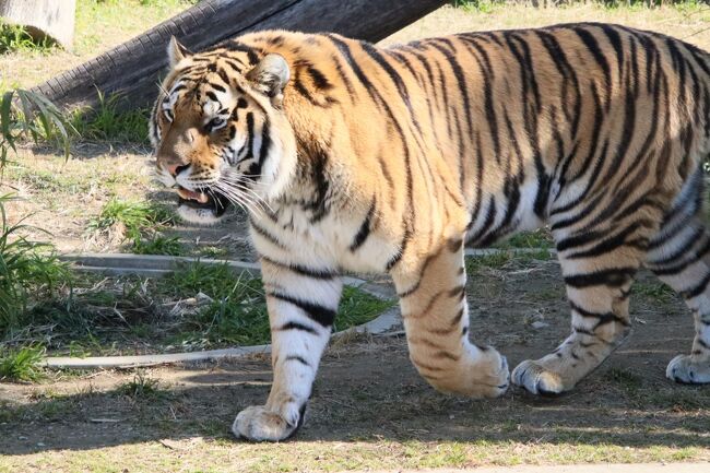 久しぶりの大阪京都レッサーパンダ遠征３園 ５ 天王寺動物園 前 はじめましてツバキちゃん レッサーパンダの食事タイムは部屋の中だったけど ミナミ 難波 天王寺 大阪 の旅行記 ブログ By まみさん フォートラベル