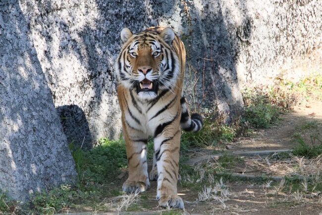 久しぶりの大阪京都レッサーパンダ遠征３園 ５ 天王寺動物園 前 はじめましてツバキちゃん レッサーパンダの食事タイムは部屋の中だったけど ミナミ 難波 天王寺 大阪 の旅行記 ブログ By まみさん フォートラベル