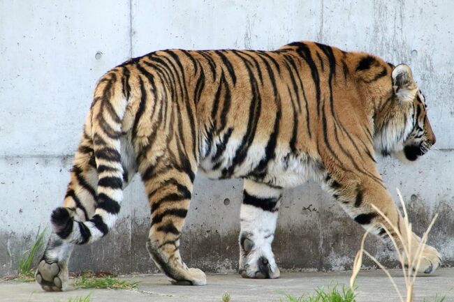 久しぶりの大阪京都レッサーパンダ遠征３園 ５ 天王寺動物園 前 はじめましてツバキちゃん レッサーパンダの食事タイムは部屋の中だったけど ミナミ 難波 天王寺 大阪 の旅行記 ブログ By まみさん フォートラベル