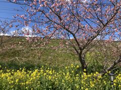 花より団子…な感じで桜を堪能する前にお腹を満たしましたが、散策開始！
まず最初に菜の花と河津桜、黄色と緑とピンクと青空、すごく奇麗です。