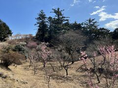 梅まつり(修善寺梅林)