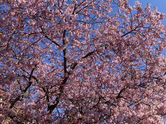 こちらは満開の河津桜原木。
とはいえ、写真だけだと違いが分かりませんね。

立て看板に説明が書いてあったので、そちらも撮っておけば良かった。

ちなみに木が植えてあるのは、私有地なので迷惑にならないように写真を撮りました。
（交通整理など、スタッフの方がたくさんいます）