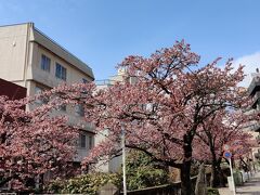 糸川遊歩道沿いの桜並木
あたみ桜が満開でした。
