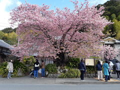 川沿いから離れて河津桜の原木、この木は満開でした。原木は大人気なので、いつも人でいっぱい