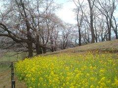 桜と菜の花です。