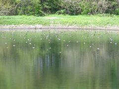 長池という小さな池があり，鴨が沢山泳いでいました．