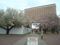 ナビオス横浜（ホテル）前の木は開花が進んでいました。
写真左側の工事中と思われる白い壁は、今思うとヨコハマエアキャビン（ロープウェイ）の駅でしょうか。