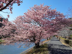 さてさて、本日のお目当てはここ。南伊豆町の河津桜祭りです。