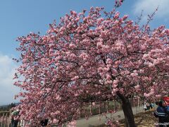 松田山　西平畑公園　桜まつり会場　11:55頃

シャトルバス発着所横の河津桜
予想通り、富士山は姿を隠していました。
富士山と河津桜、菜の花が一緒に楽しめるのはなかなか難しいです。

一昨年の桜まつりで、富士山が綺麗に見えた時の旅行記はこちらをご覧ください。
https://4travel.jp/travelogue/11599208

